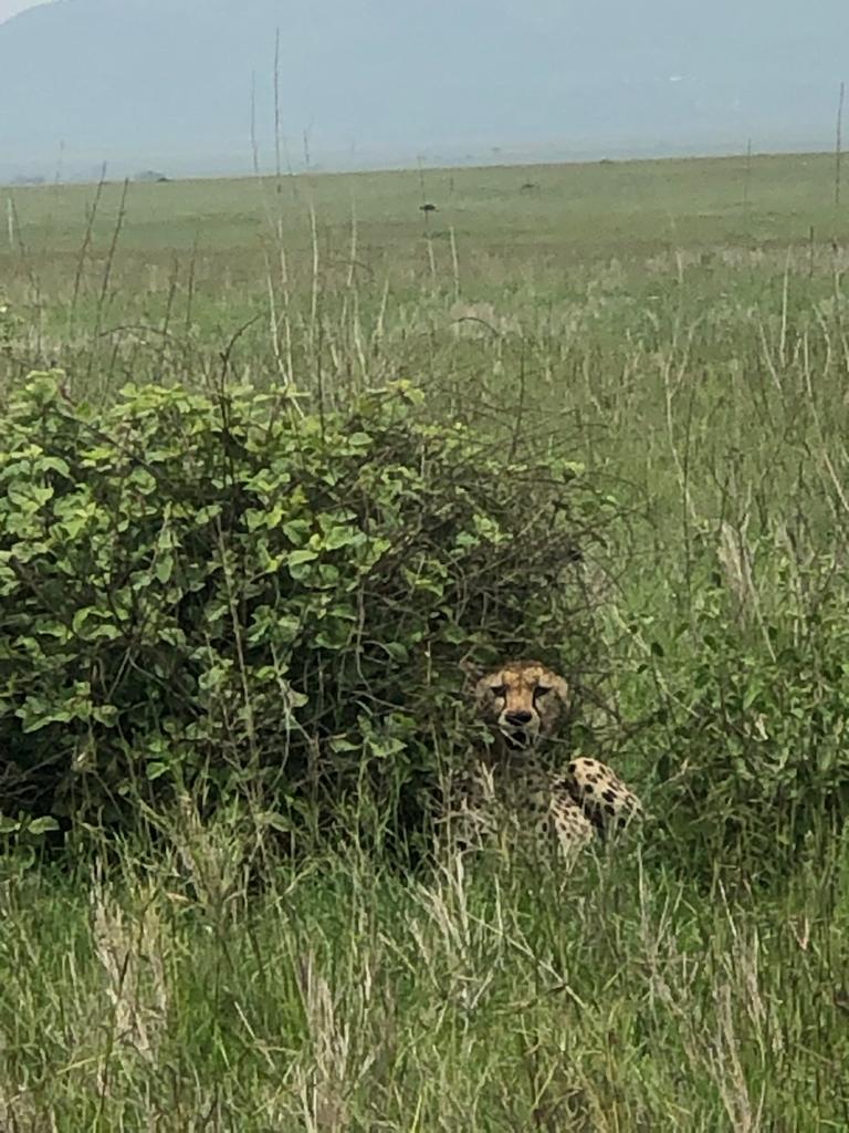 10 days camping safari