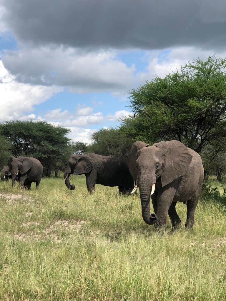 Serengeti savanna