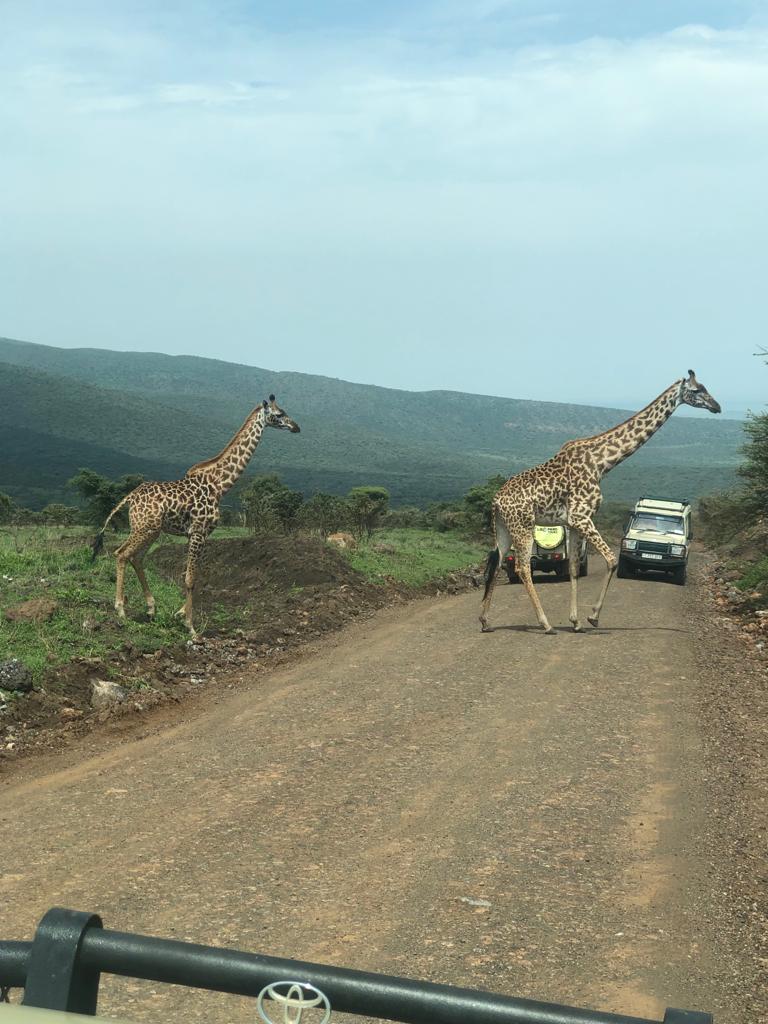 Standard hotel safari
