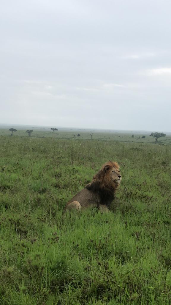 African elephant in the savanna
