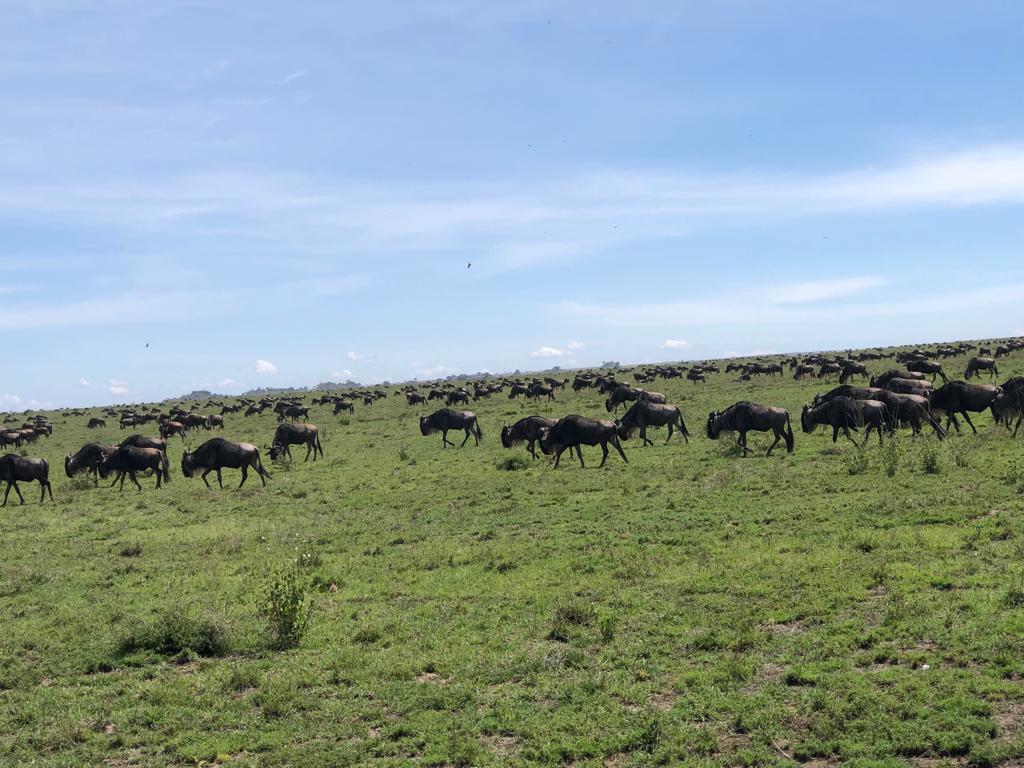 Tanzania camping safari