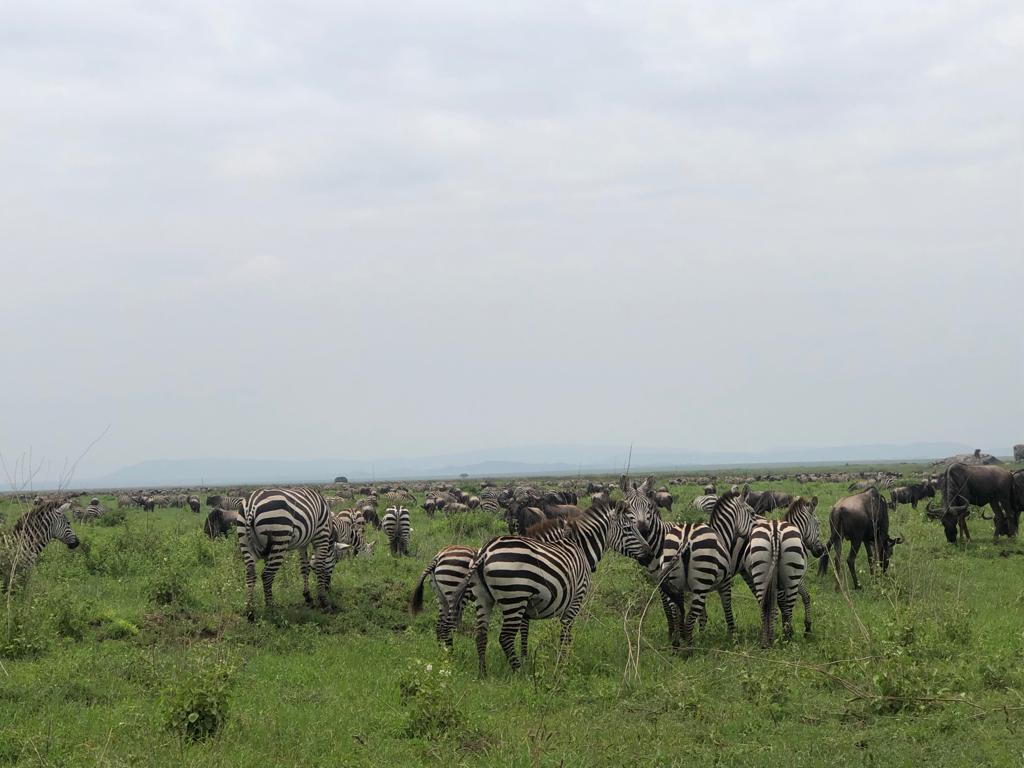 Tanzania safari